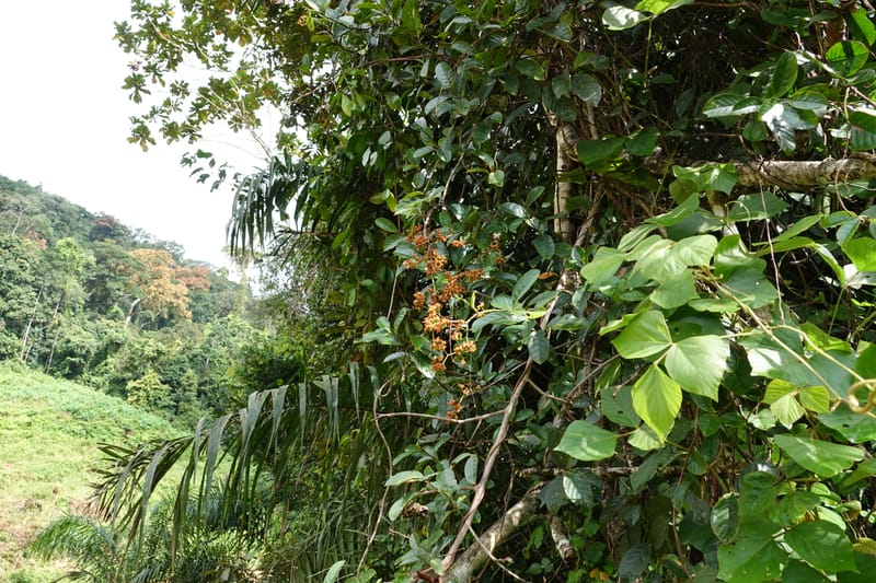 Tetracera, C. Davidson 13910--Gabon. M de C. Road past the cabins. 29 Oct 2018DSC09794 (30).JPG