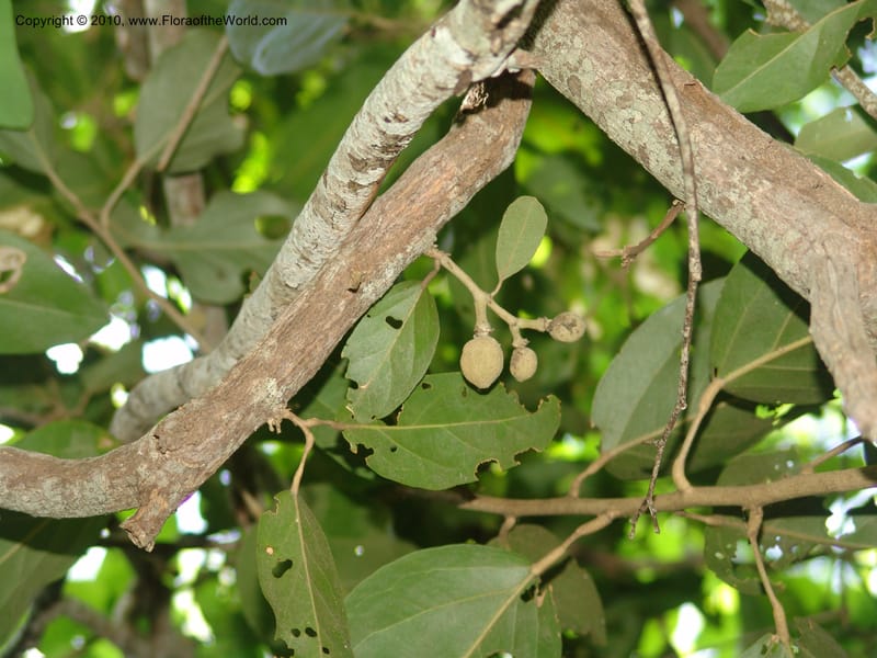 Morisonia americana, R. Ramirez D., xx--MX. Jalisco. Res. Las Joyas, La Manzanilla. 1 Aug 2007. 112 (5).jpg