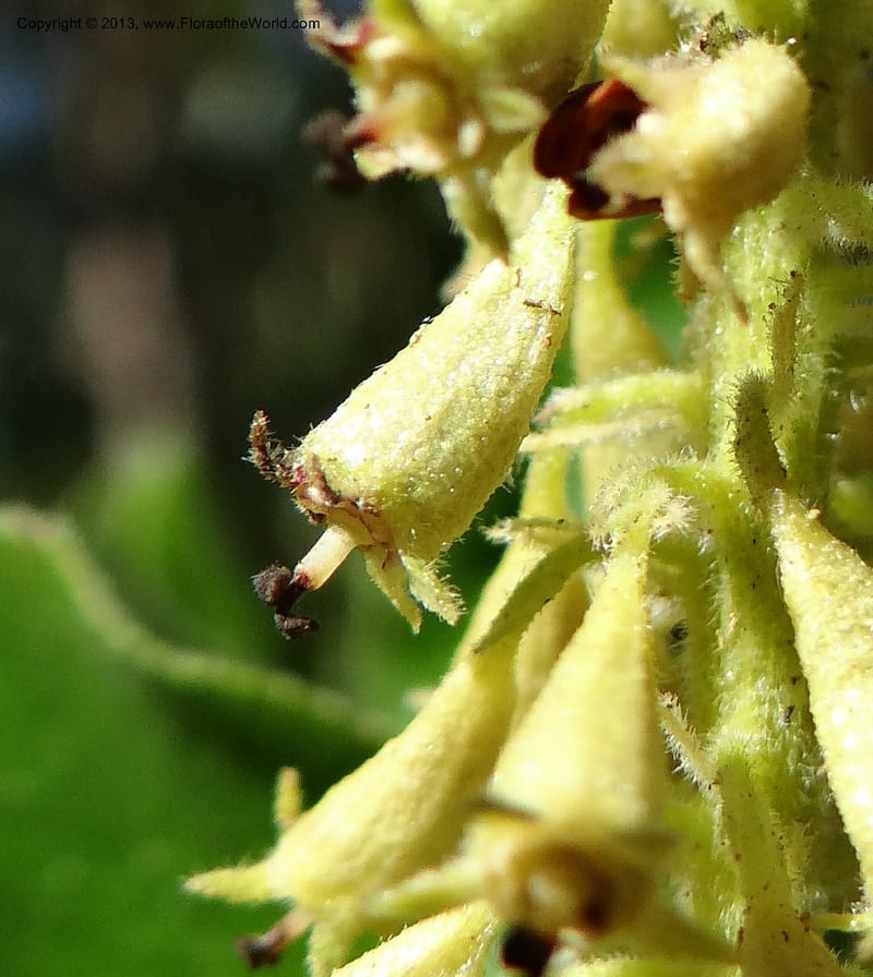 Escallonia pulverulenta, WDS 34054--Chile. Tanume. Los Hoyos. 14 Feb 2013. DSC00647 (25).JPG