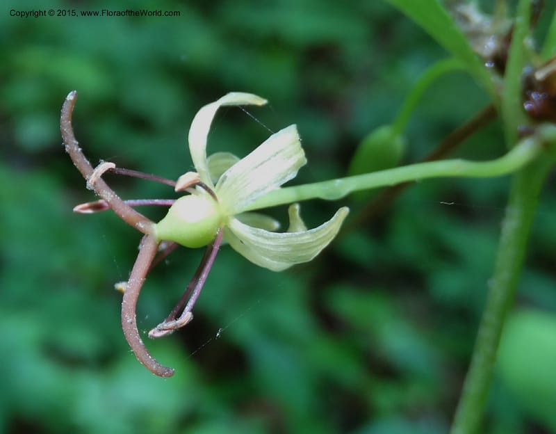 Medeola virginiana, Davidson, C 13047--South Carolina. Oconee Co. Brasstown Cr. 19 May 2015. DSC06413 (130).JPG