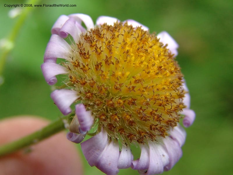 Erigeron peregrinus, CDavidson11118--ID. Adams Co. For. Serv. Rd. 453, to Goose Lk. 20 Jul 07. 212.jpg