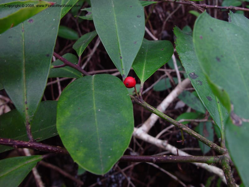 Ilex cassine--FL. Collier Co. St. Hwy 41, Fakahatchee St. Preserve. 13 Jan 03. 039.jpg