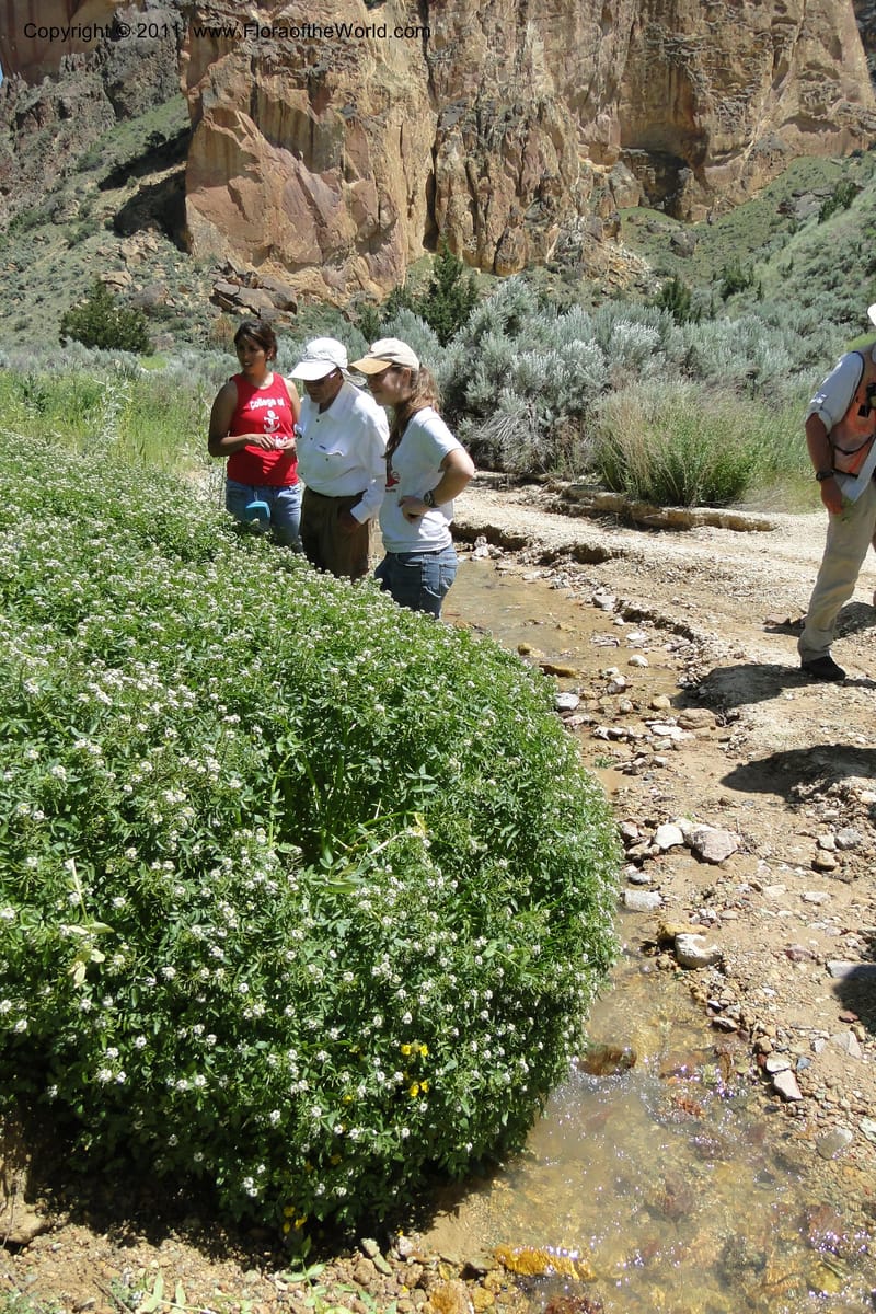 Nasturtium officinale, C. Davidson 11853--Oregon. Malheur Co. Leslie Gulch. 30 June 2011. 229 (10).jpg