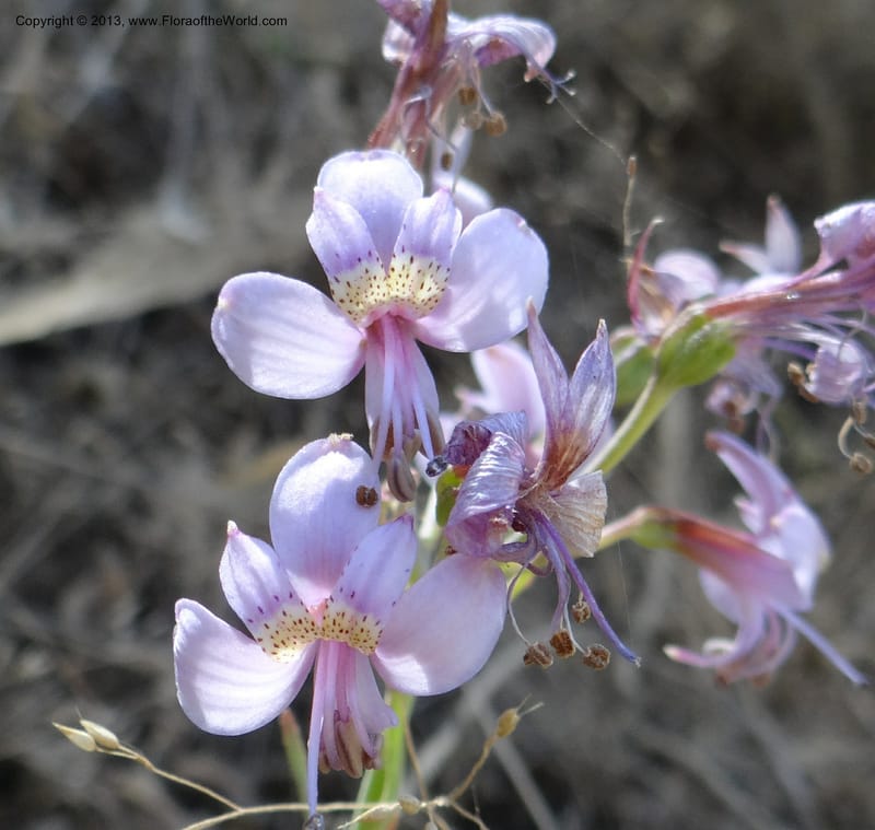 Alstroemeria, WDS 34051--Chile. Pichilemu. 13 Feb 2013. DSC00590 (160).JPG