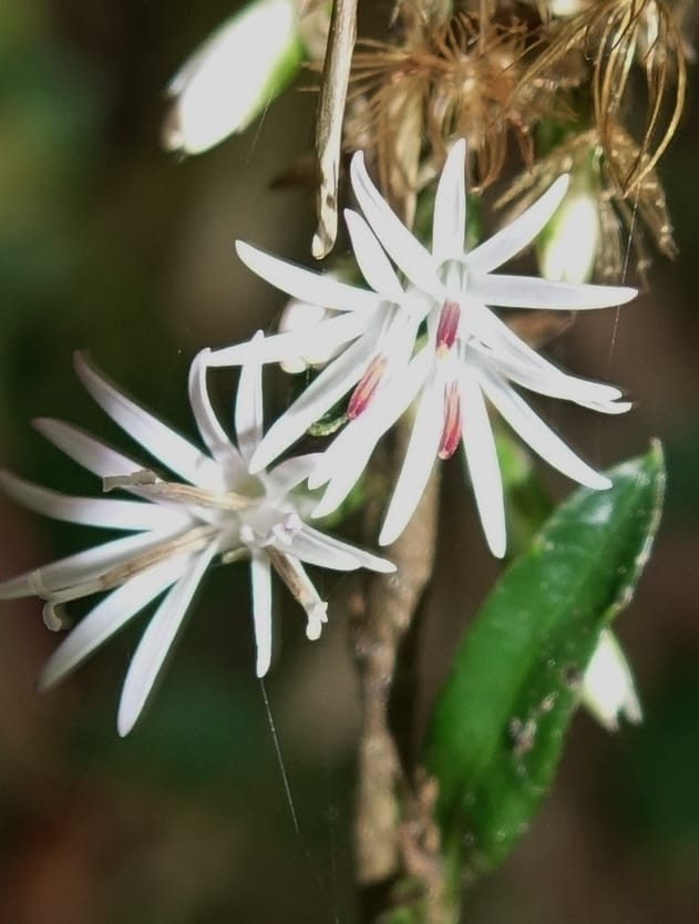 Ainsliaea latifolia, Tseng Yu-Hsin 1331--Taiwan. Taroko Nat. Park. Mt. Bilu Trail. 21 May 2016.  (132).JPG