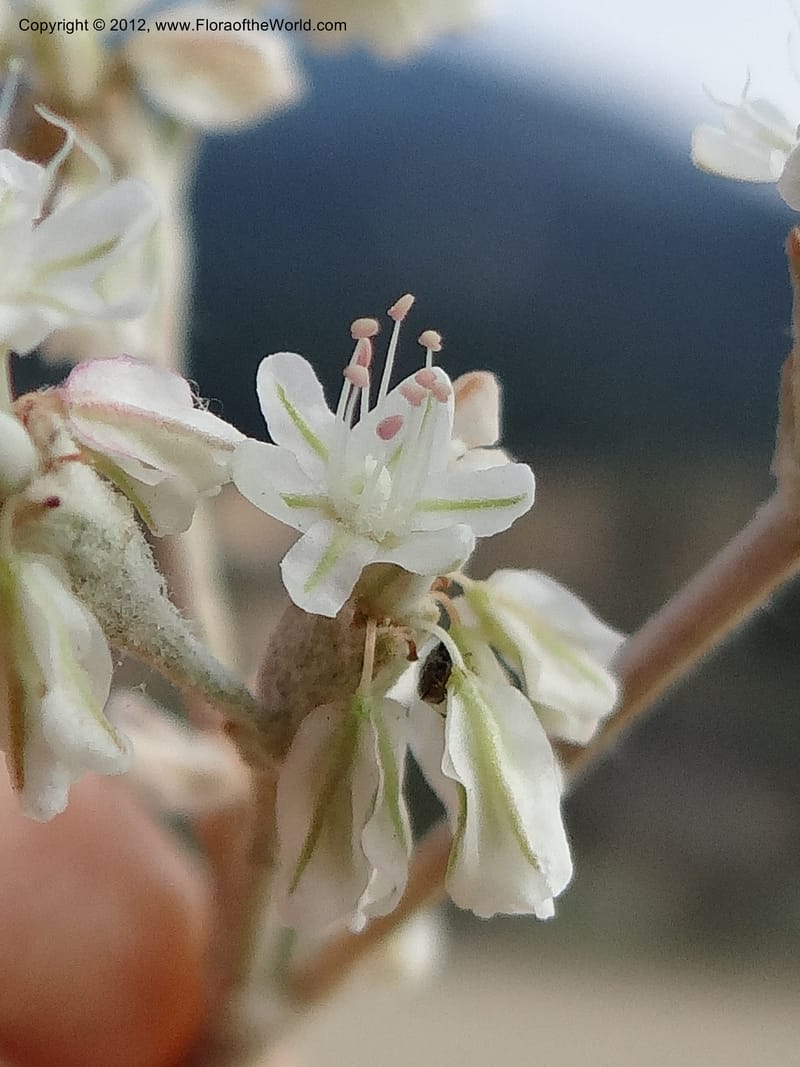 Eriogonum strictum var. proliferum, Davidson, C 12096--ID. Owyhee Co. Silver City. 20 Aug 2012. DSC04305 (80).JPG