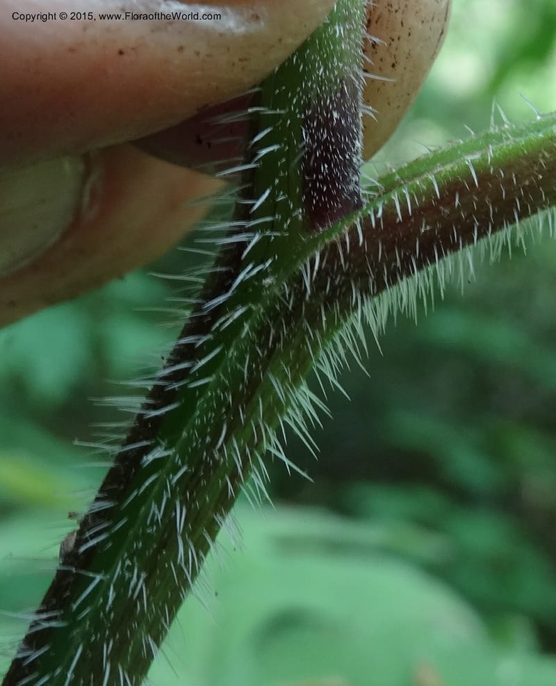 Hydrophyllum macrophyllum, Davidson, C 13025--North Carolina. Haywood Co. Pigeon R. 16 May 2015. DSC05923 (94).JPG