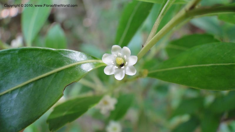 Ilex glabra, Mori 27397--North Carolina. Johnson Co. Hwy 50. SE of Benson. 21 May 2010. 091 (80).jpg