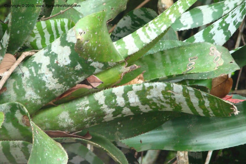 Aechmea, RVasquez34772--Peru. Loreto. Dist. Nauta. Qbda Nawapa, Rio Tigre. 11 Nov 08. 567.jpg