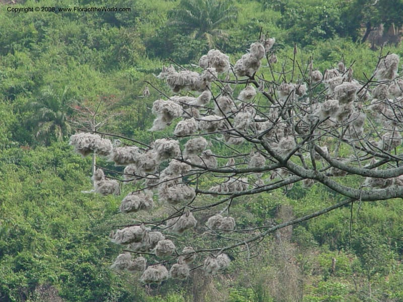 Ceiba pentandra--Ghana. Aburi Hills. Near Larteh, e. of Aburi. 13 Dec 03. 003.jpg