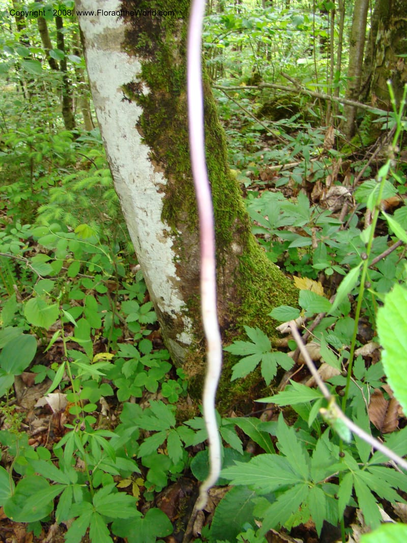Slovenia. Kamniska Bistrica. 19 May 08. 111.jpg