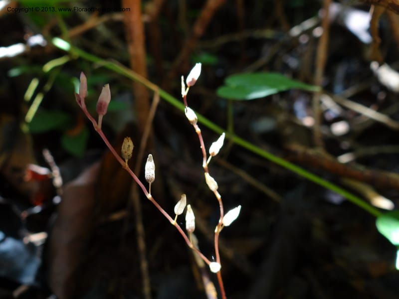 Gymnosiphon, S.98886--Malaysia, Sarawak. Bako Nat. Park. Paku Trail. DSC06071 (18).JPG