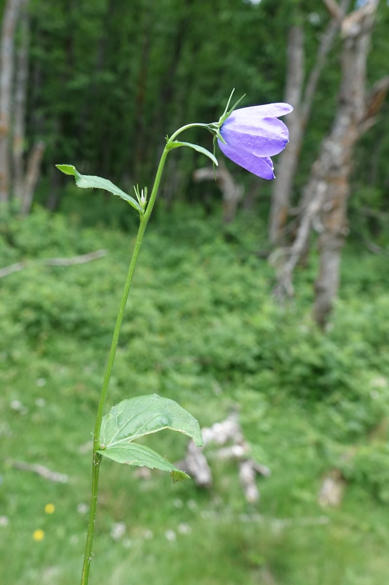 Campanula rhomboidalis, Davidson, C 13268--Switzerland. Valais. 6 km from Gletsch. 2 Jul 2016. DSC08136 (20).JPG