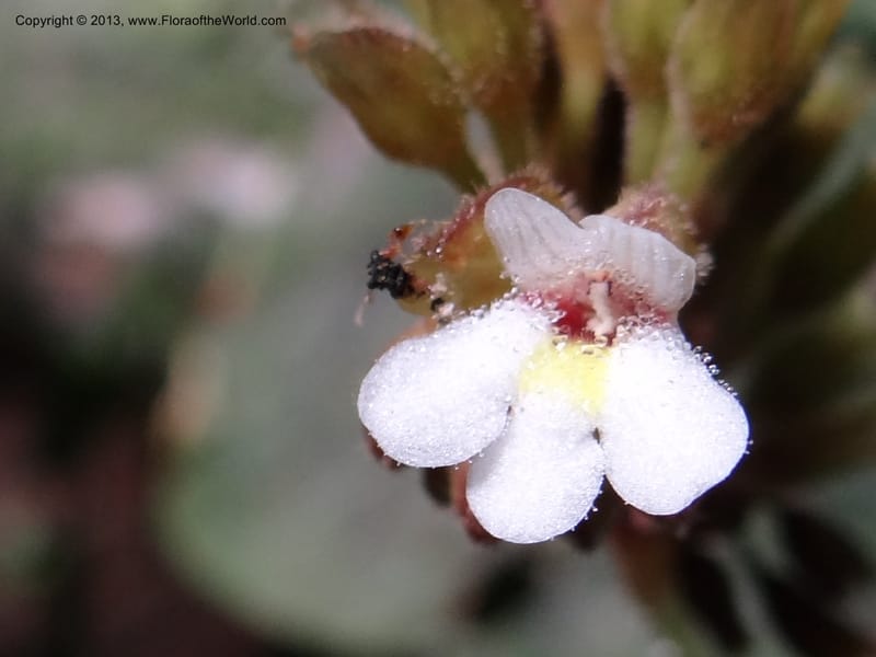Monophyllaea horsfieldii, S.98860--Sarawak. Fairy Cave. 27 Mar 2012. DSC05628 (13).JPG