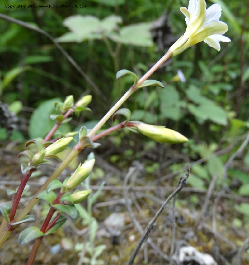 Gentiana, Boufford, D 43705--China. Sichuan. LongDongZhen on Rd. to LeiYuan Shan. 13 May 2014. DSC05860 (78).JPG