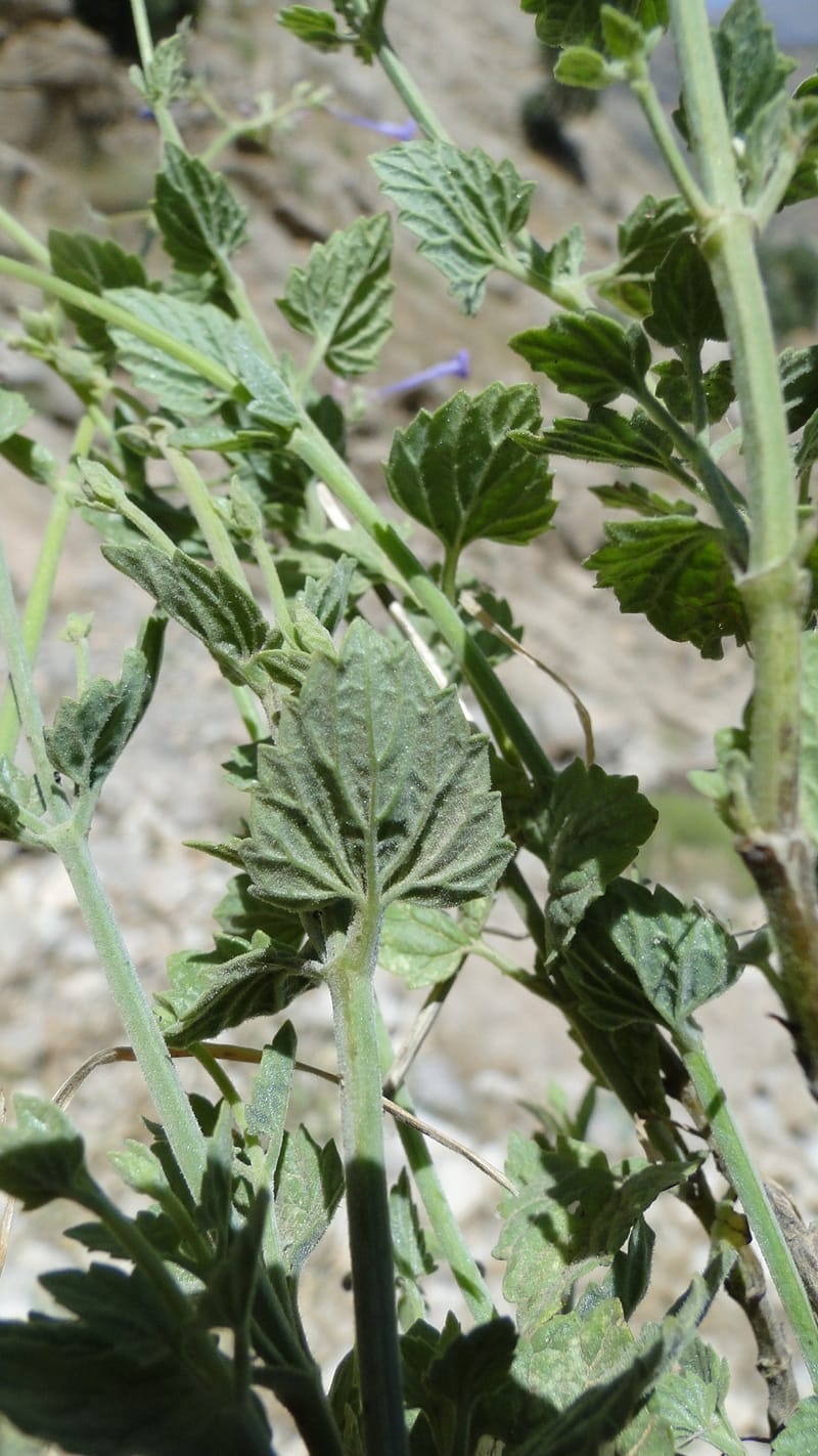 Nepeta, A. G. Miller 133.10--Iraq. Kurdistan. Shakh-i Pira Magun. Gueza Khan. 11 June 2010. 122 (10).jpg