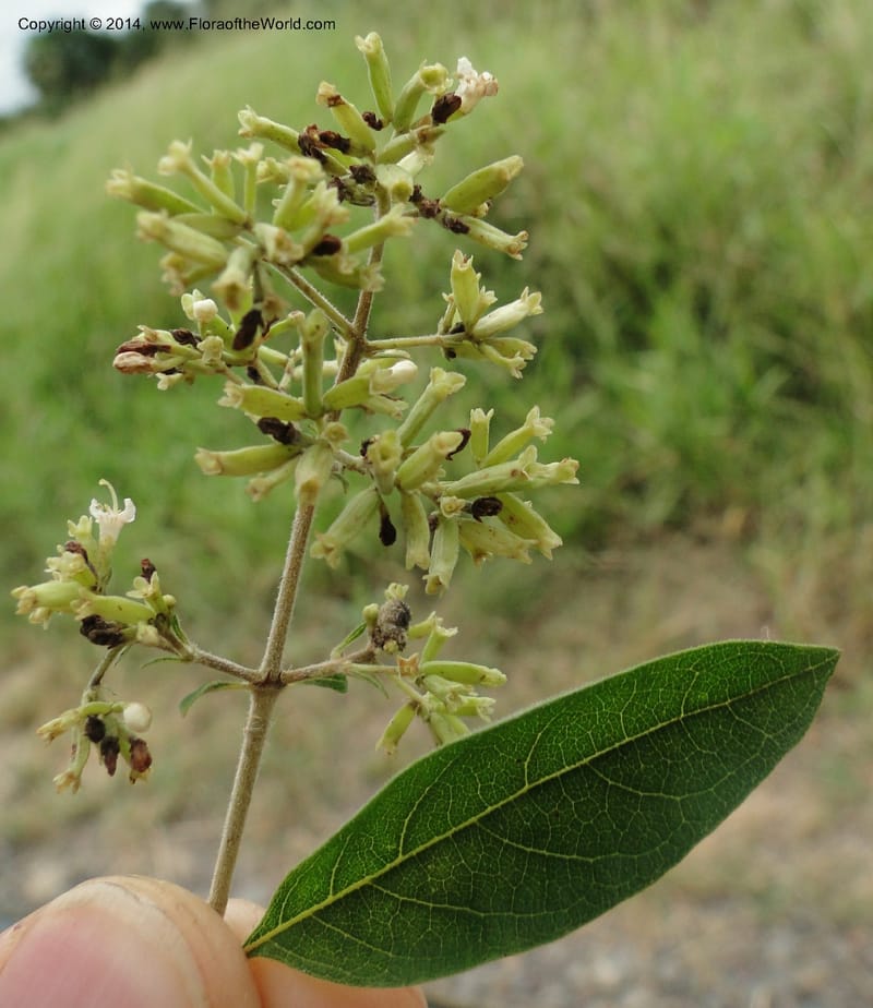 Machaonia acuminata, Stevens, W.D. 31018, Transchaco, 13 Mar 2011 1155 (7).JPG