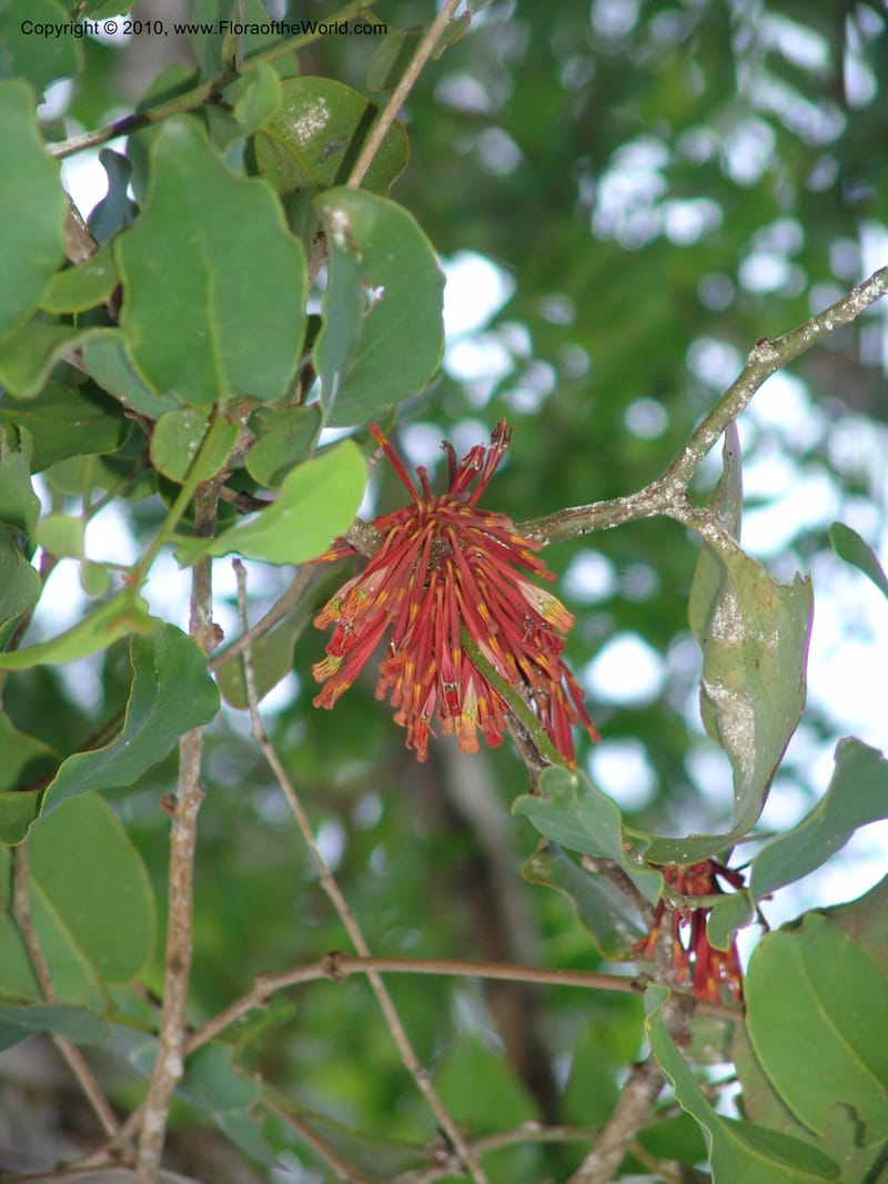 Tapinanthus, MLeal1151--Gabon. Prov. Ogooue-Iv. Res. Lope. Ogooue Riv., Lope Hotel. 19 Apr 06. 328.jpg