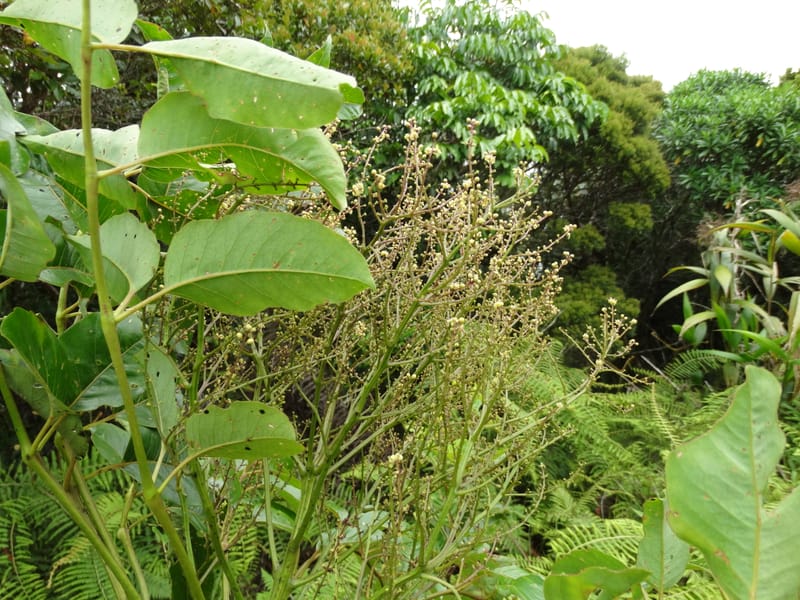 Polyscias joskei, Plunkett, G 3180--Fiji. Delaikoro Mtn. 3 Nov 2015. DSC08393 (303).JPG