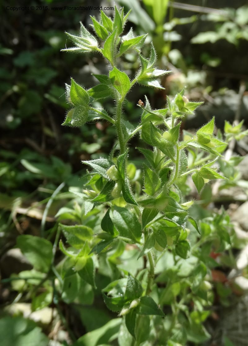 Veronica americana, Davidson, C 12583--ID. Idaho Co. Rd. to Seven Devils. Small Cr. 15 Jul 2014. DSC00072 (14).JPG