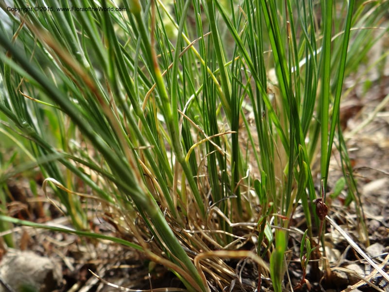 Eremogone congesta var. congesta, Mansfield, D 12-646--ID. Bear Lake Co. Mt. Sherman. 13 Jul 2012. DSC03679 (12).JPG