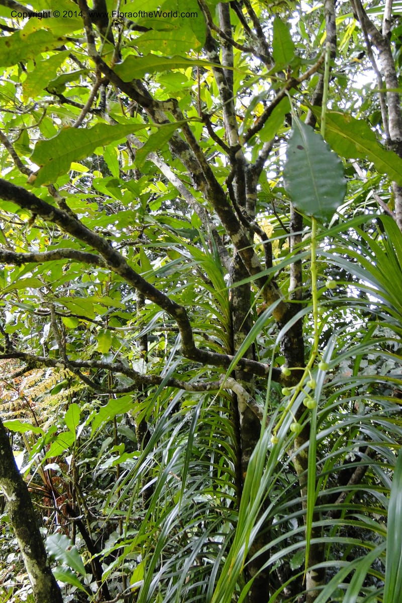 Codiaeum peltatum, J. Munzinger 6549--New Caledonia. Tchamba. Grotie Kou. 16 Feb 2011. 102 (15).jpg
