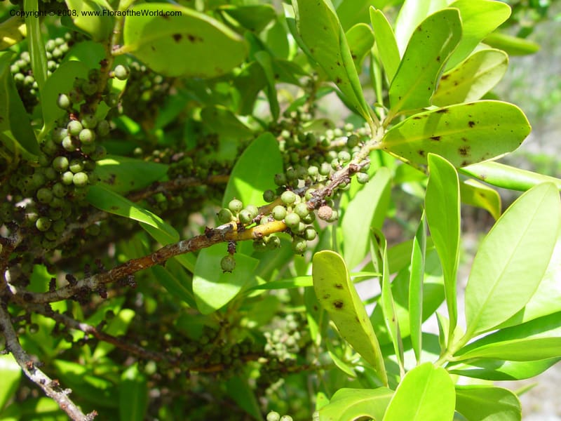 Myrsine floridana--FL. Fairchild Tropical Gard. 7 Apr 03. 262.jpg