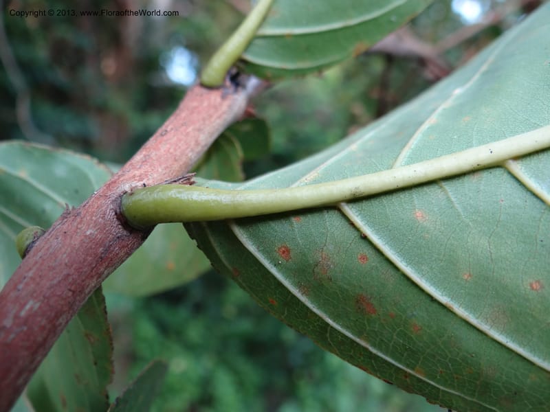 Lagerstroemia--Thailand. Trang. Khao Pra Bang Kram Wildl. Sanct. 16 Nov 2012. DSC00077 (151).JPG