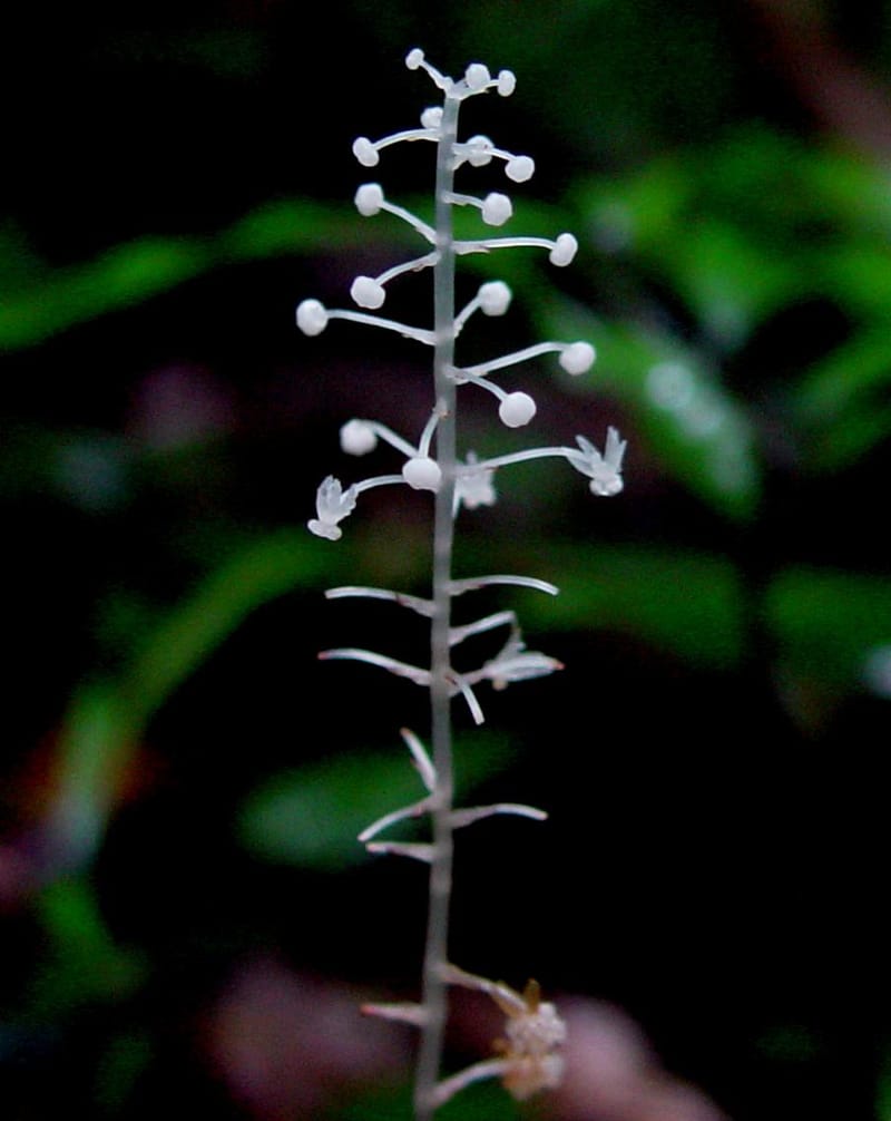 Sciaphila albescens, ETepe558--Fr. Guiana. Les Nouragues. 14 Mch 02. 003B.jpg