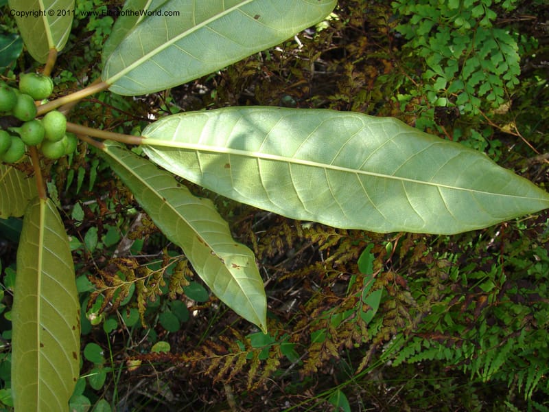 Ficus, Munzinger, J 4667--New Caledonia, Province du Sud, Dumbea barrage,  11 Nov 2007 254 (7).jpg