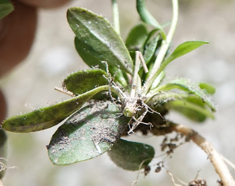 Arabis nuttallii, C. Davidson 14036--ID, Valley Co. Elkl Summit. 18 July 2019. DSC00995 (30).JPG