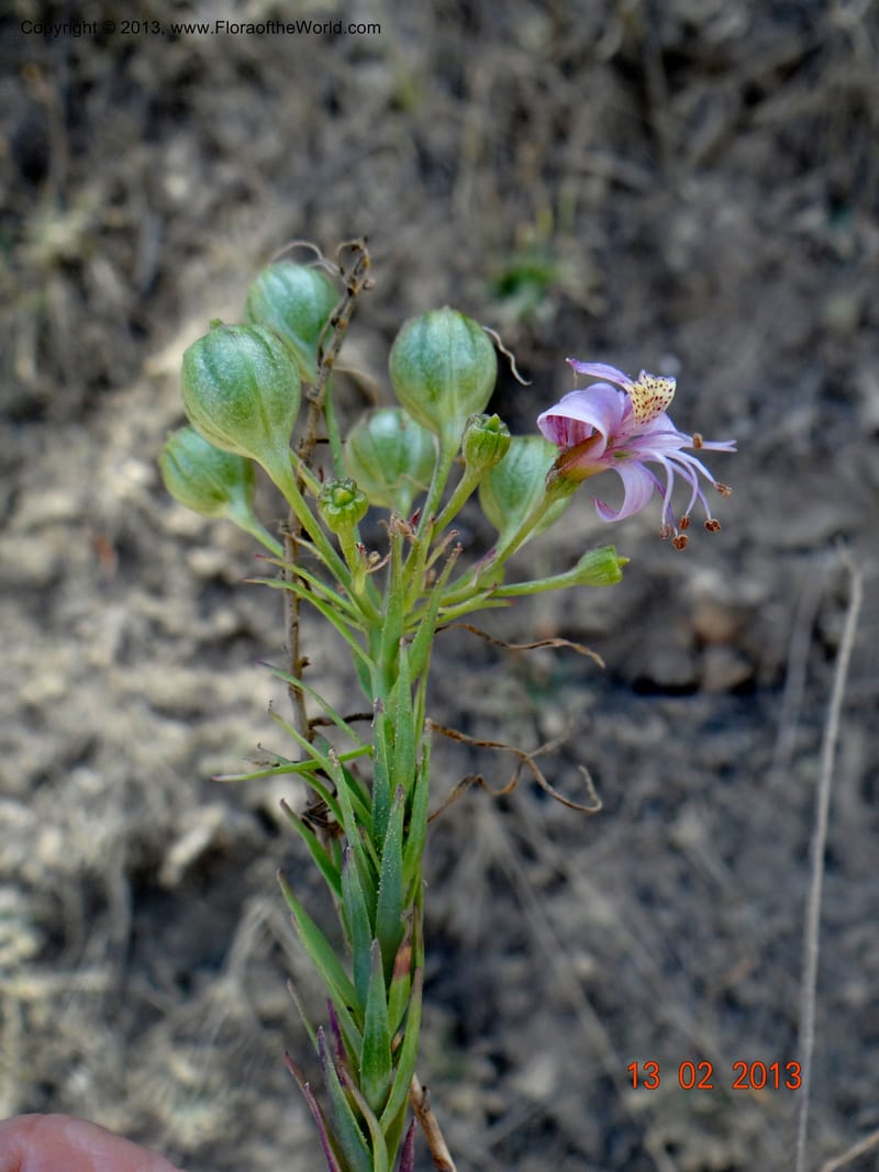 Alstroemeria, WDS 34051--Chile, Pichelemu, 13 Feb 2013  DSC07736 (23).JPG