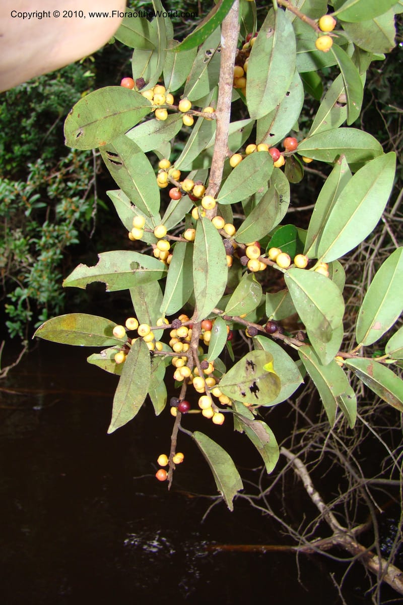 Ficus pertusa, Vasquez 34828--Peru. Loreto. Dist. Nauta. Qbda Nawapa, Rio Tigre. 11 Nov 08. 413 (5).jpg