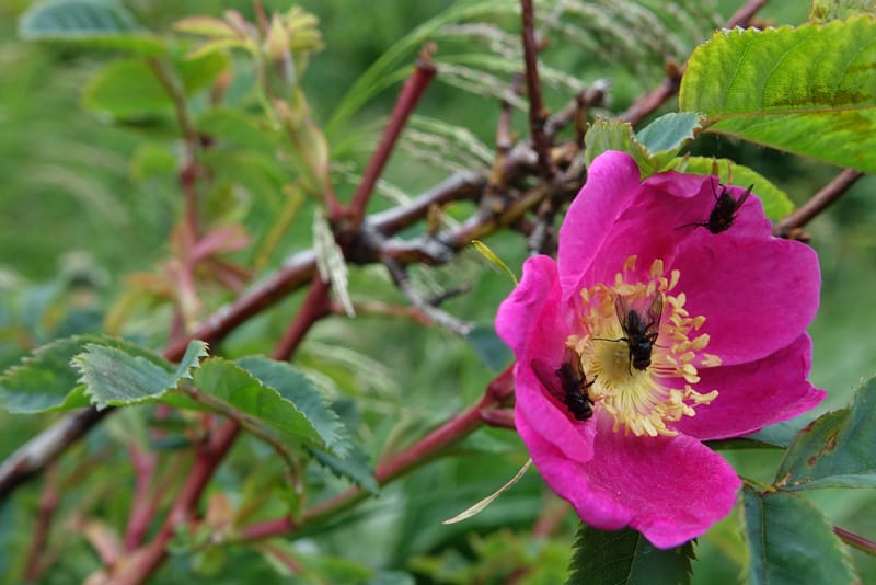 Rosa pendulina, Davidson, C 13265--Switzerland. Oberwald. Chapel St. Nikolas. 2 Jul 2016. DSC07728 (762).JPG