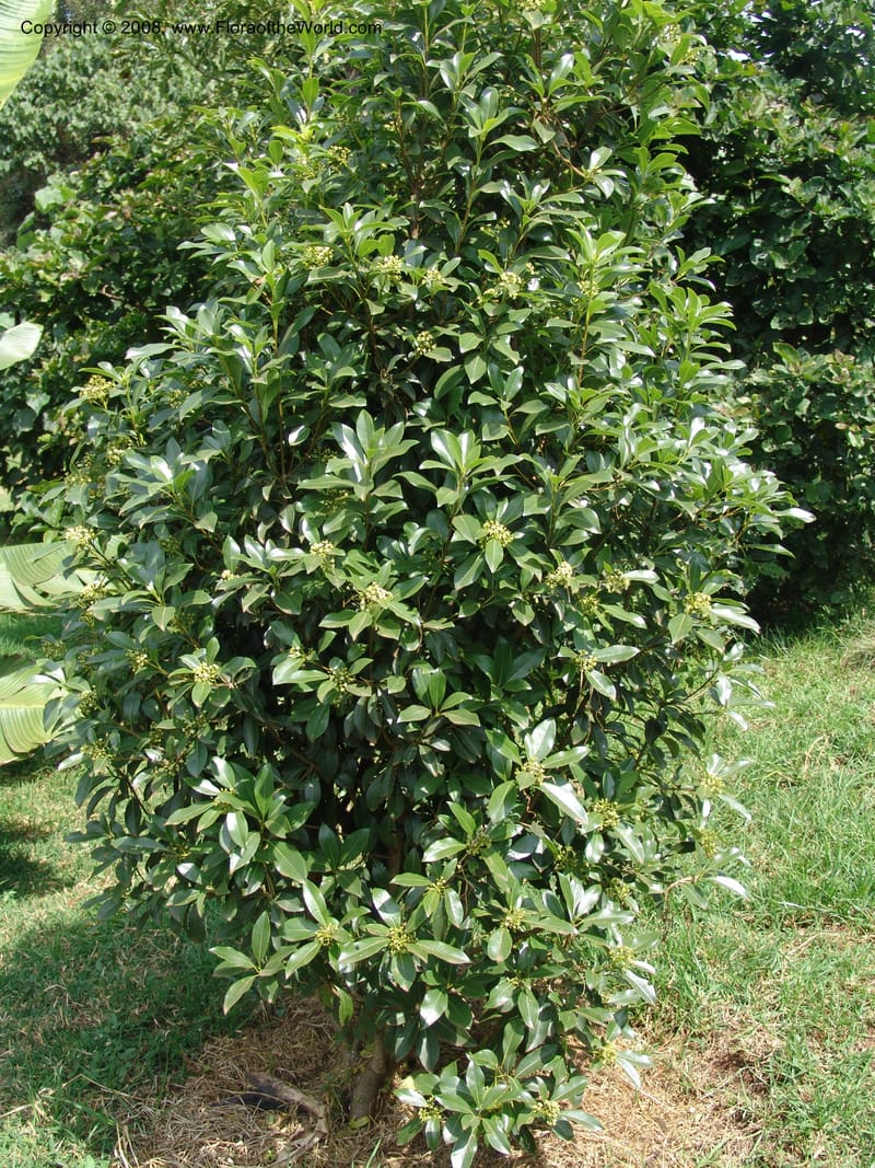 Pittosporum--Kenya. Limuru.  Brackenhurst Bot. Gard. 12 Jul 04. 019.jpg