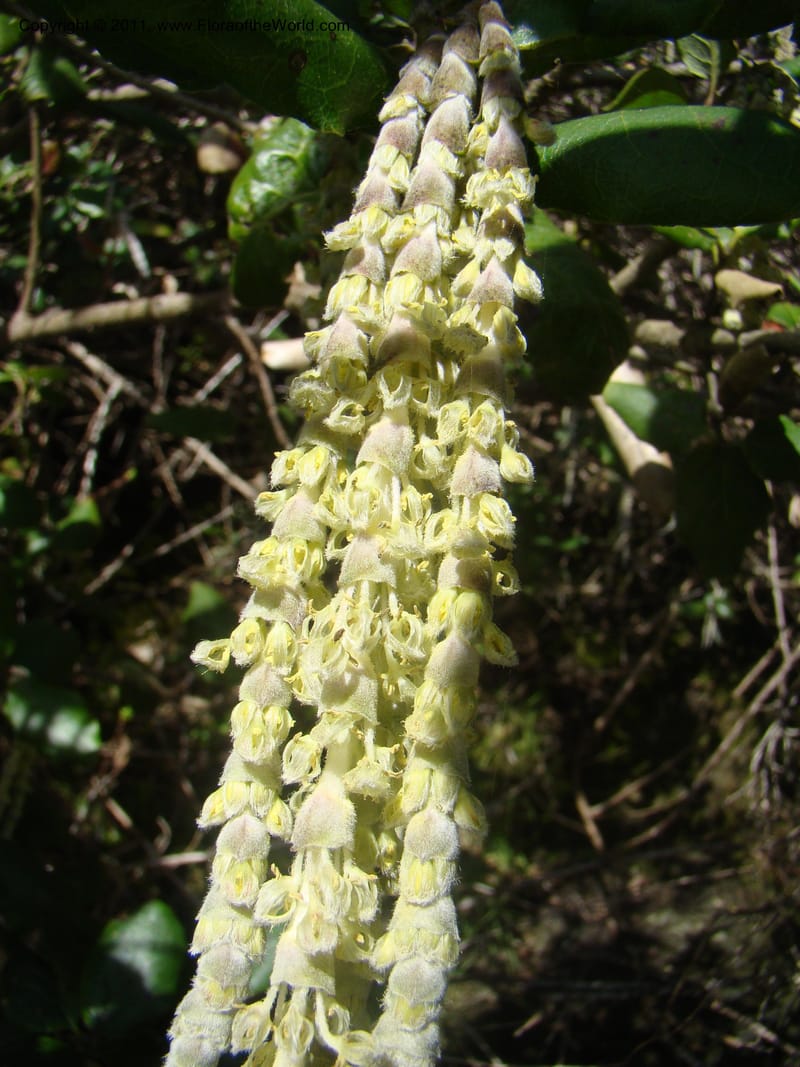 Garrya elliptica, C. Davidson 11826--CA. Moonstone Beach. 26 Jan 2011. 032 (12).jpg