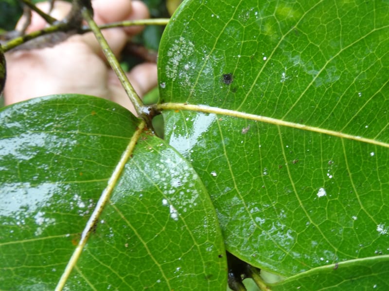 Lepidocupaniopsis concolor, Munzinger, J 7390--Fiji. Across the road from Waisali RF. 8 Nov 2015. DSC00330 (273).JPG
