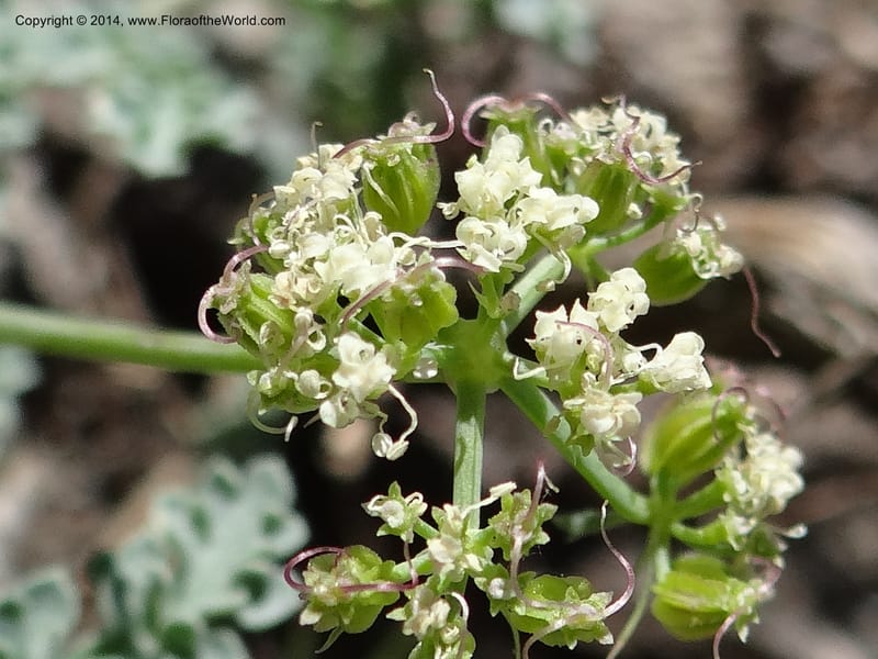 Cymopterus glaucus, Davidson, C 12196--ID. Boise Co. Scott Mtn. Lookout Road. 18 Jun 2013. DSC06609 (134).JPG