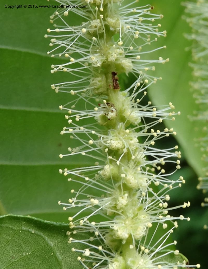 Male catkin with numerous protruding stamens