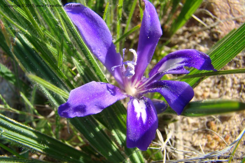 Babiana sambucina ssp. longibracteata, C. Davidson 11555--South Africa. Northern Cape. Papkuilsfontein. 25 Aug 09. 076 (10).jpg