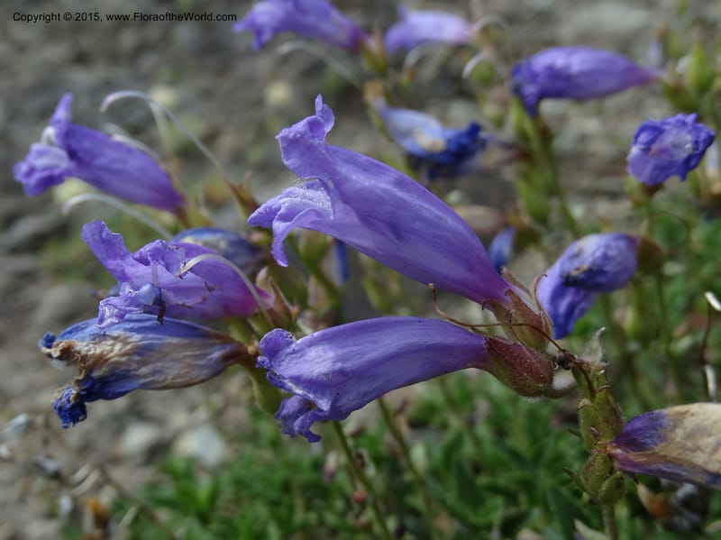 Penstemon fruticosus var. serratus, Davidson, C 12590--ID. Idaho Co. Seven Devils Camp Ground. 15 Jul 2014. DSC00113 (94).JPG