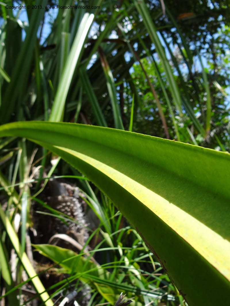 Pandanus kamiae, Callmander, M 1021--Sabah. Klias Forest Reserve. 3 Apr 2012. DSC06489 (105).JPG