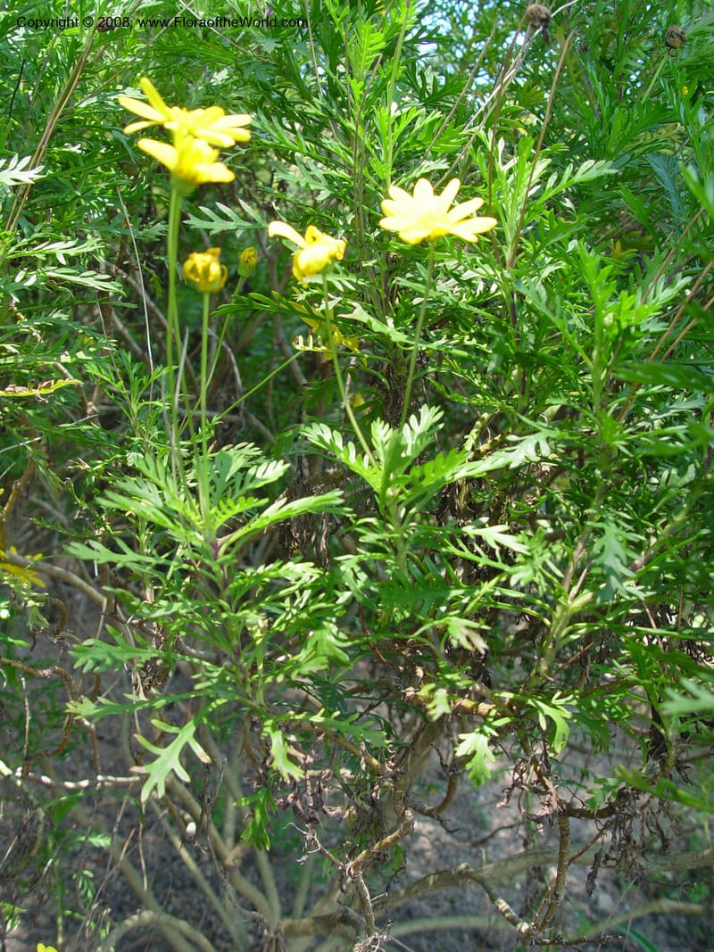 Euryops chrysanthemoides--Spain. Blanes. Marimurtra Bot. Gard. 24 Apr 04. 199.jpg