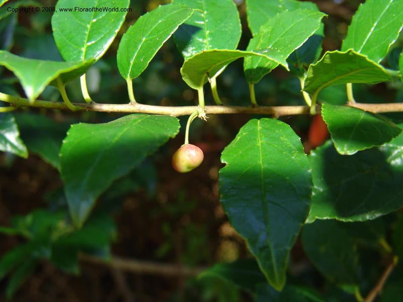 Rhamnus prinoides--So.Africa. E. Cape. Maitland Nat.Res. 5 Mch 05. 223.jpg