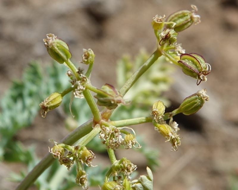 Cymopterus glaucus, C. Davidson 13559--ID. Blaine Co. Rock Creek Preserve. TNC. 14 May 2017. DSC00477 (44).JPG