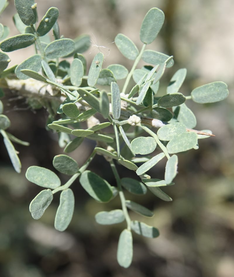 Geoffroea decorticans, Fortunato 13124--Argentina. W of Bellavista. 6 Feb 2018. DSC08696 (188).JPG