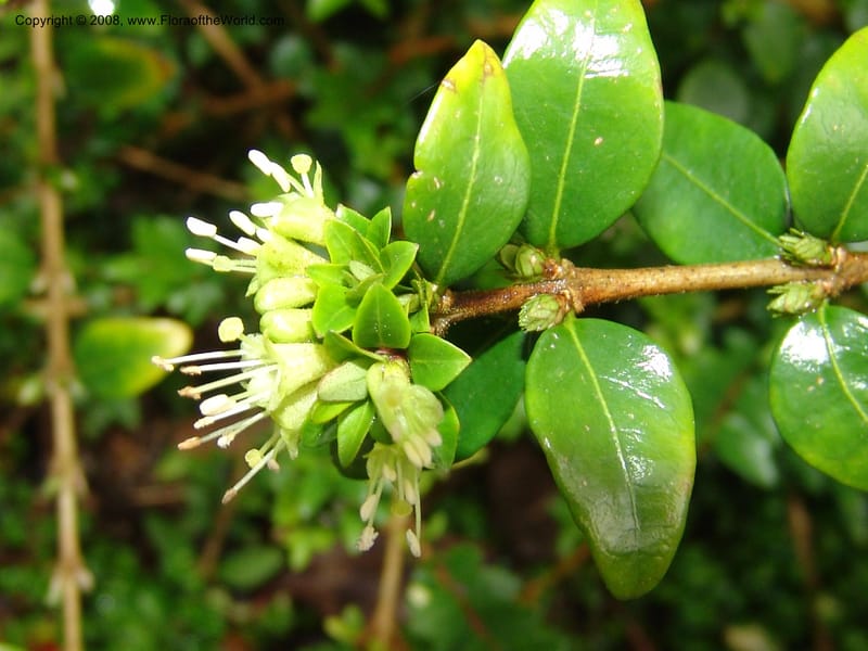 Lonicera nitida--CA. San Francisco Botanical Garden (Strybing Arb.). 30 Mch 06. 030.jpg