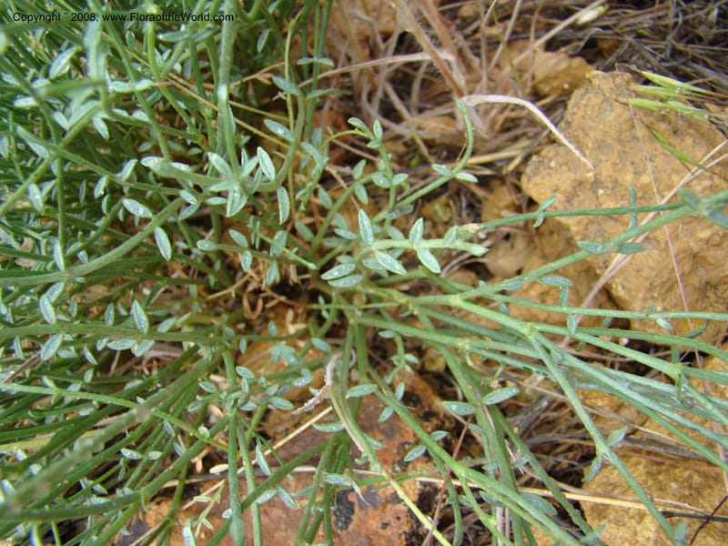 OR. Malheur Co. Leslie Gulch. 1 Jun 08. 422.jpg