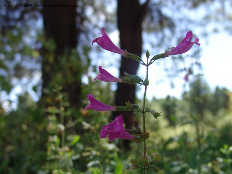 Calamintha acadens--AZ. Arboretum at Flagstaff. 3 Sep 04. 095.jpg