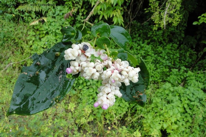 Medinilla, M. Tuiwawa 4922--Fiji. Area of Monasavu Dam I. 9 Feb 2011. 252 (14).jpg